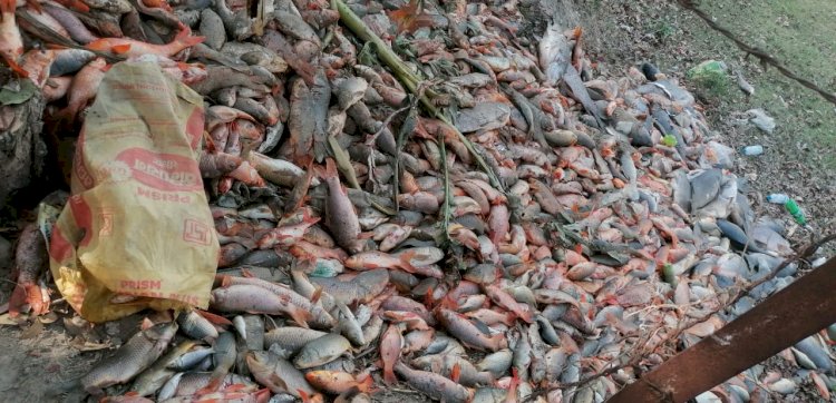 बलिया में पोखरे से निकली दो सौ कुन्तल मरी मछलियां, मौके पर पहुंचे अधिकारी